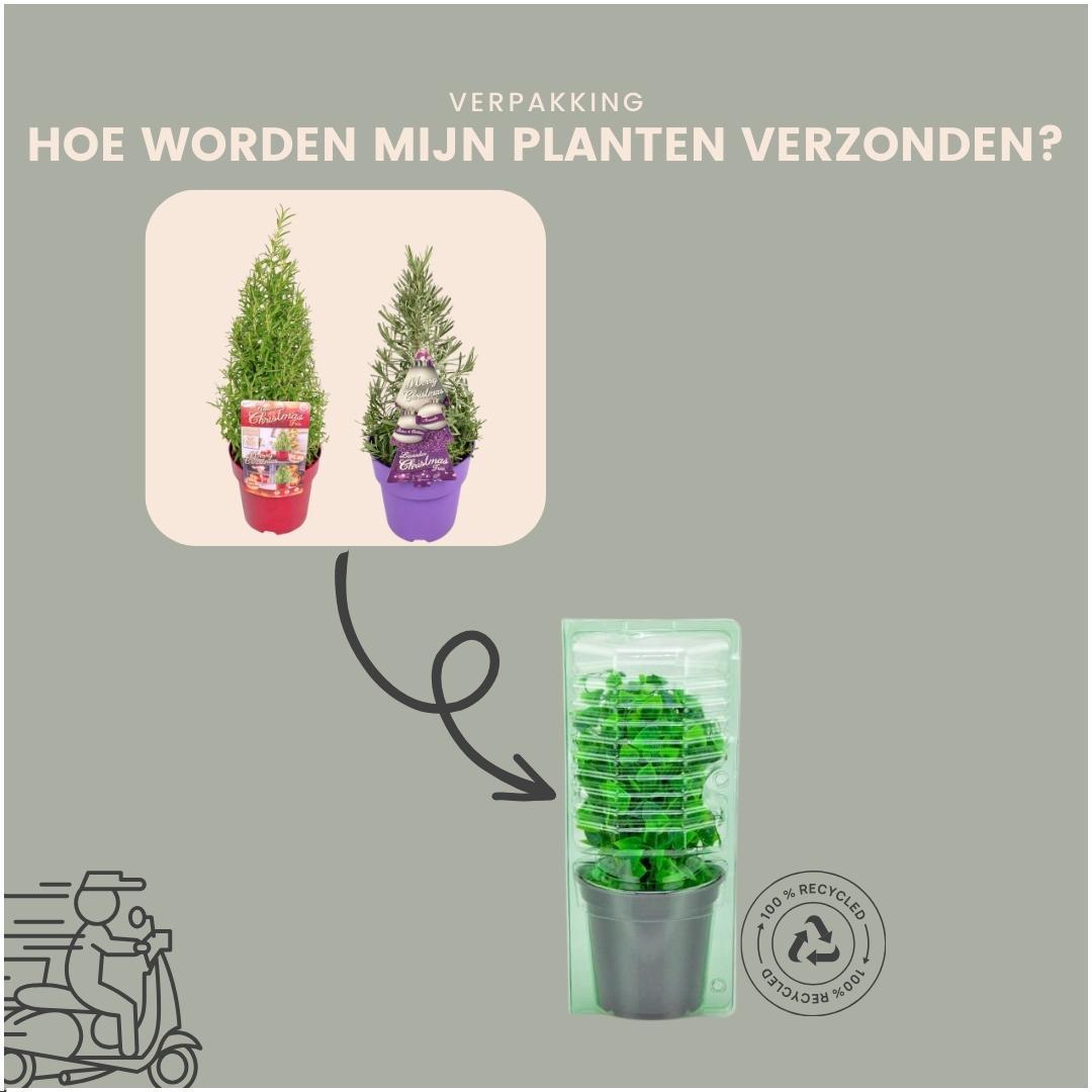 Set van 2 geurende kerstboompjes - Rozemarijn & Lavendel - Potmaat Ø15 cm - Hoogte ↕40-50 cm