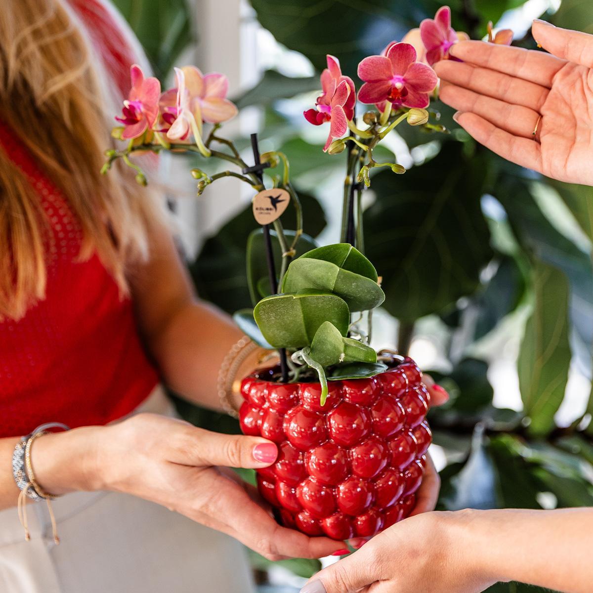 Berry pot - De verrukkelijke rode pot - Verschillende potmaten