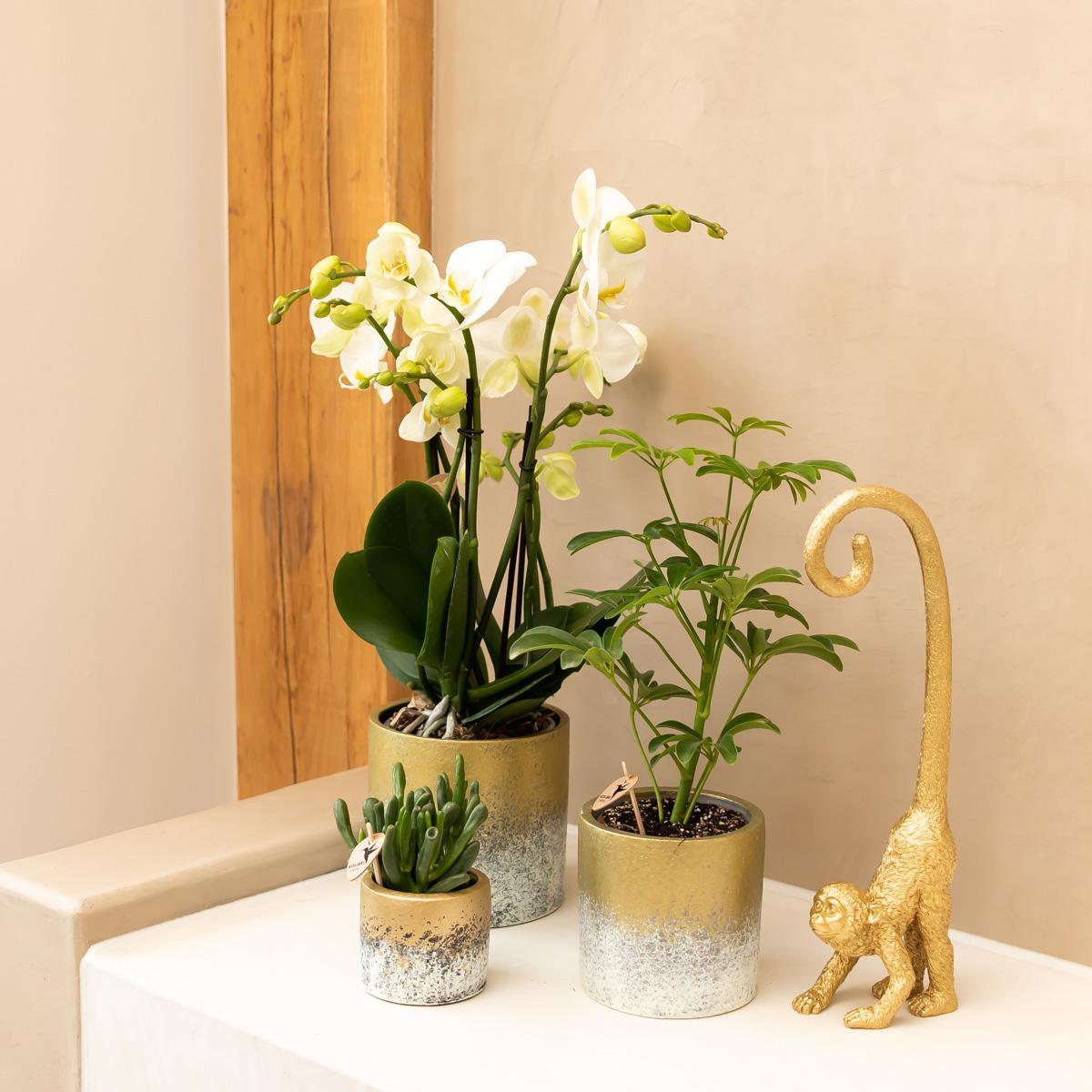 Ornament - Decoratie beeld aap met lange staart - Diverse kleuren