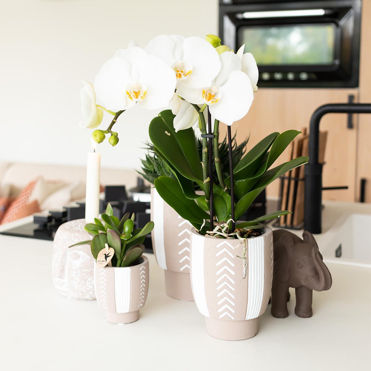 Ornament - Decoratie beeld Olifant - Diverse kleuren