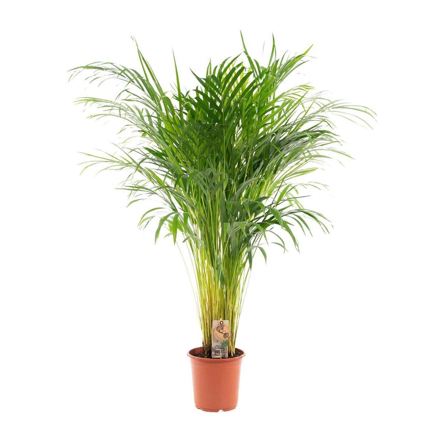 Areca palm - Potmaat Ø21cm - Hoogte ↕110cm