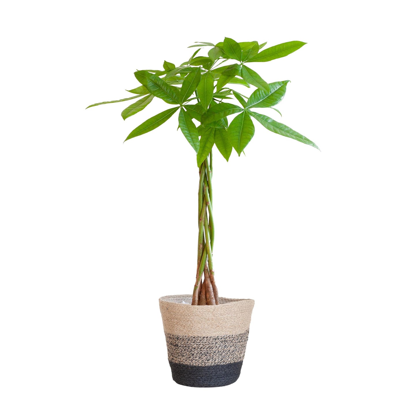 Geldboom - Pachira Aquatica met Mand Lissabon - Potmaat Ø21 - Hoogte ↕80cm