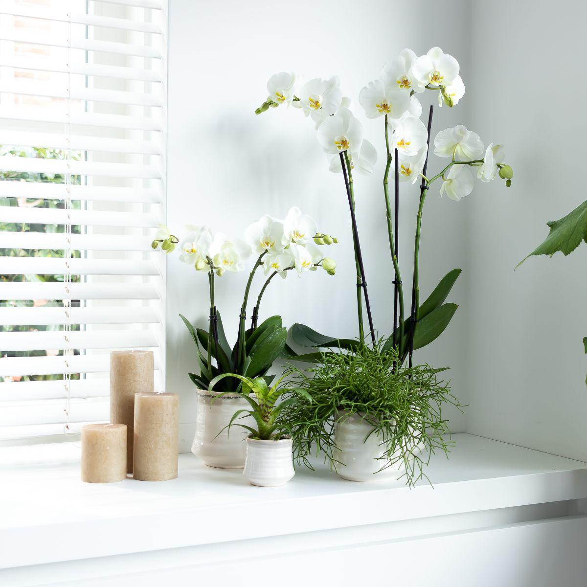 Witte Phalaenopsis Orchidee - Potmaat Ø12cm - Vers van de kweker