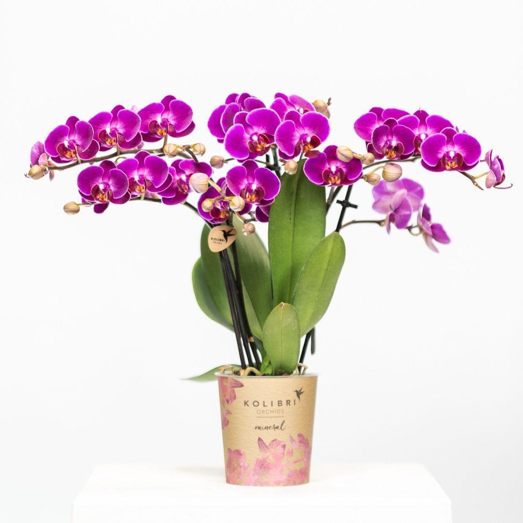 Paarse phalaenopsis orchidee - Morelia - potmaat Ø9cm | bloeiende kamerplant - vers van de kweker