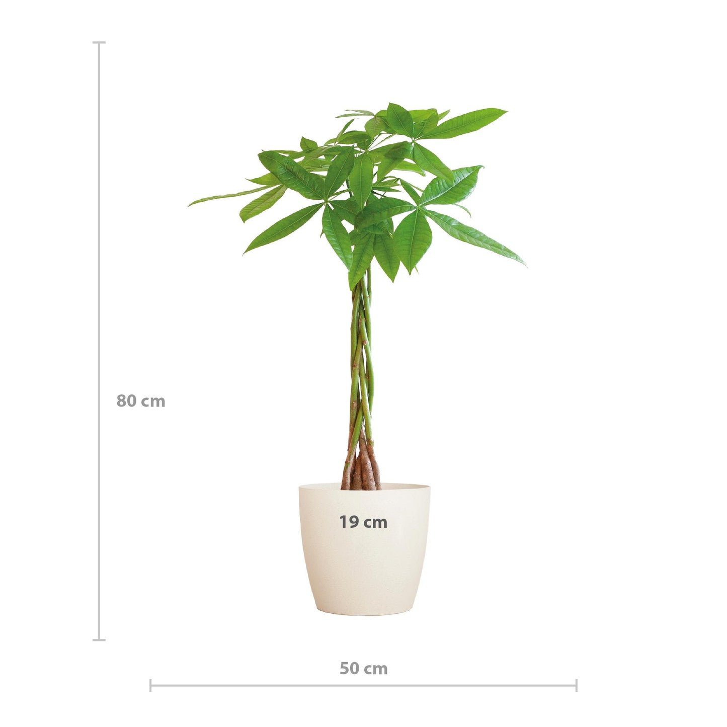 Geldboom - Pachira Aquatica met pot - Potmaat Ø21 - Hoogte ↕80cm