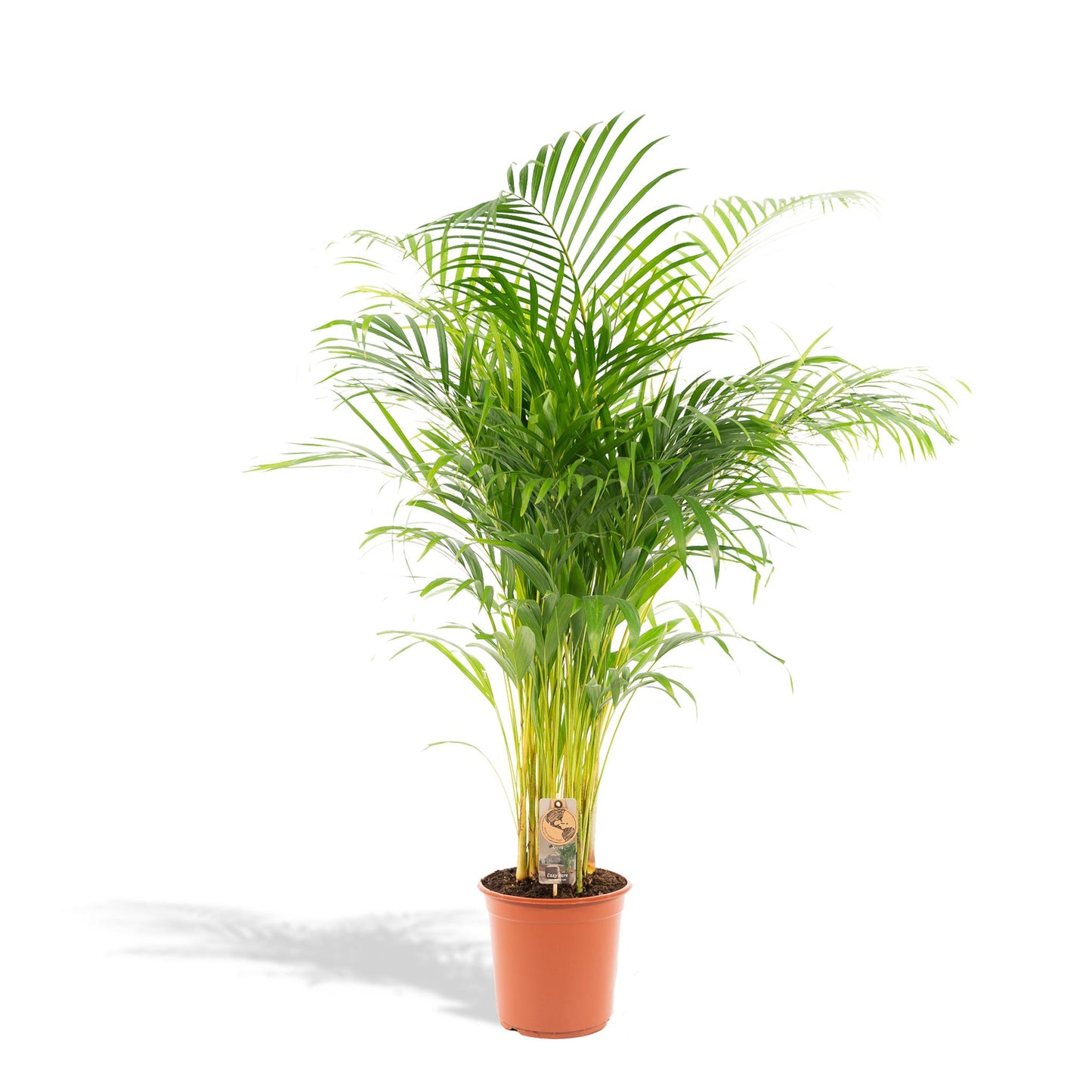 Areca palm - Potmaat Ø24cm - Hoogte ↕130cm
