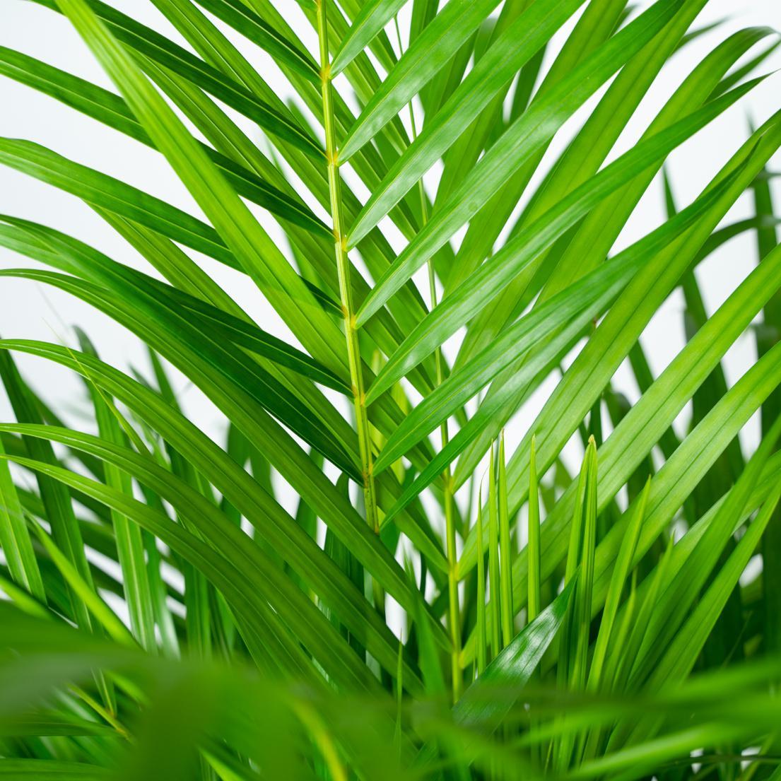 Areca palm - Potmaat Ø24cm - Hoogte ↕130cm