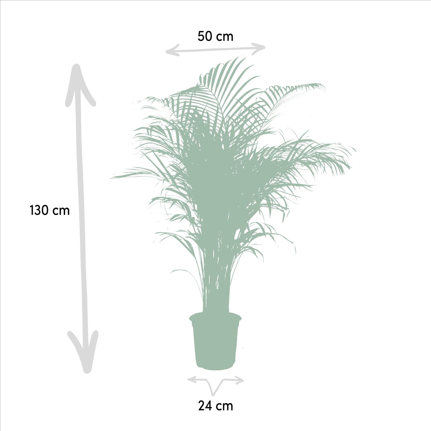 Areca palm - Potmaat Ø24cm - Hoogte ↕130cm