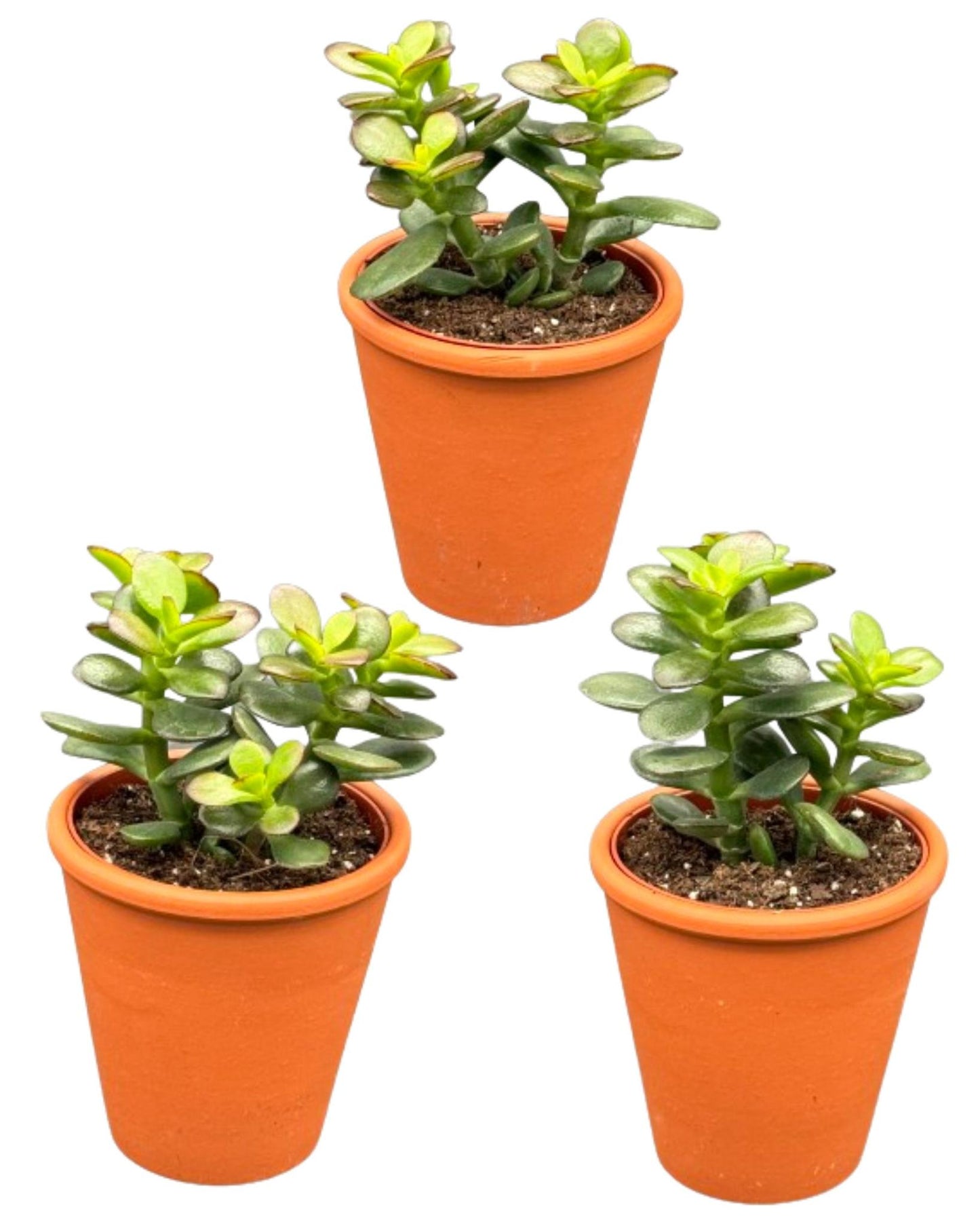 Succulenten 3 stuks - Crassula Minor - Potmaat Ø8.5cm - Hoogte 13-17cm