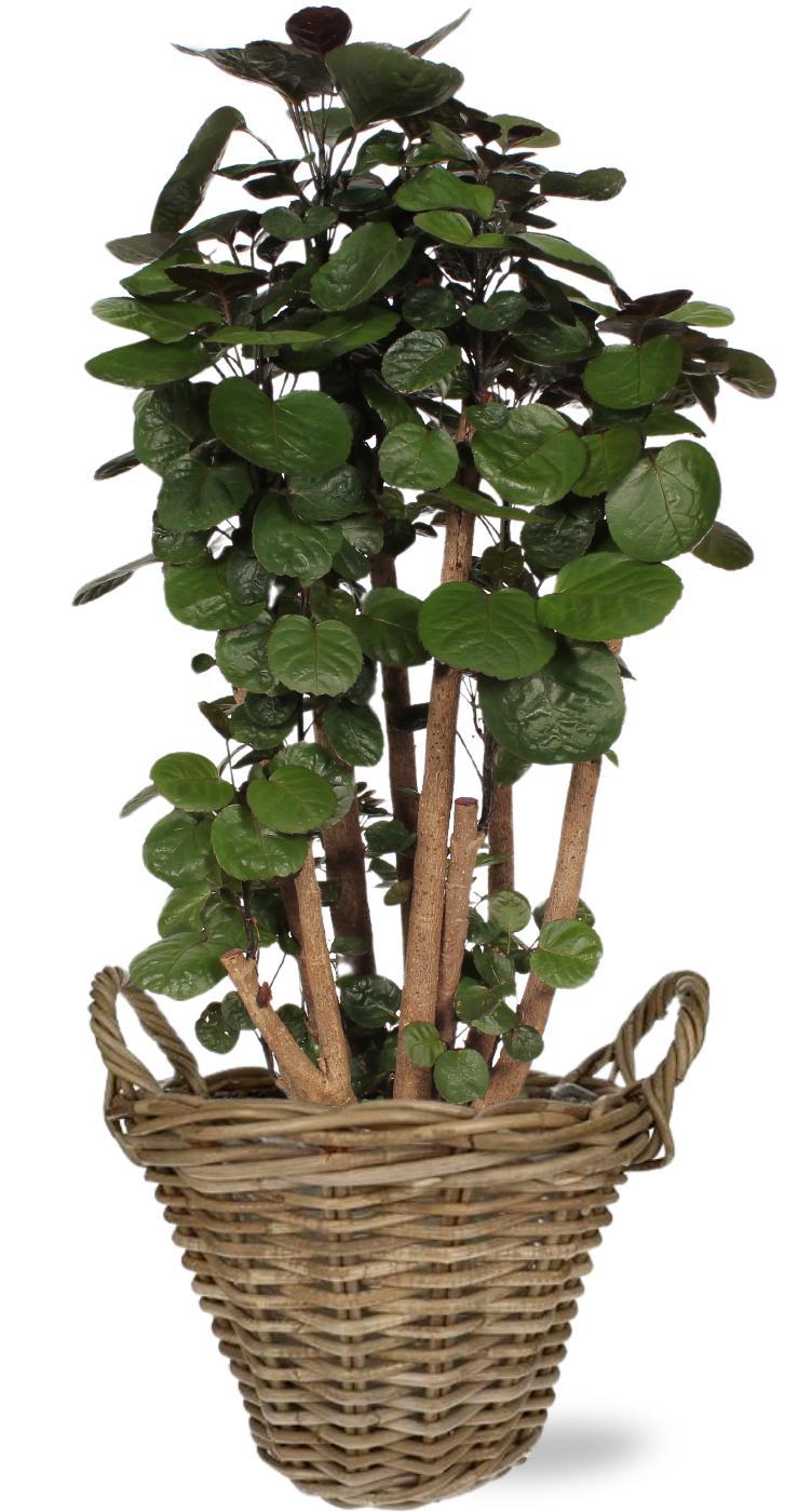 Polyscias Fabian - Potmaat Ø24cm - Hoogte ↕90cm - in mand