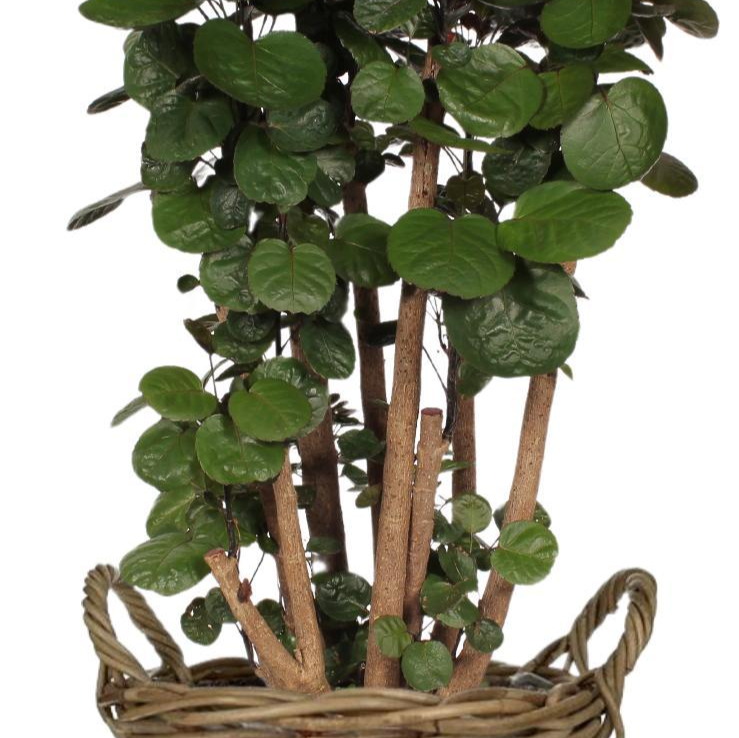Polyscias Fabian - Potmaat Ø24cm - Hoogte ↕90cm - in mand