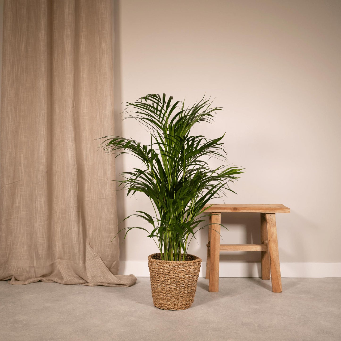 Areca palm - Potmaat Ø19cm - Hoogte ↕85cm