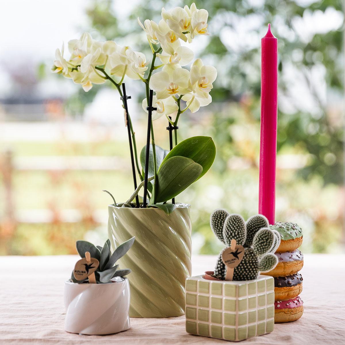 Gele Phalaenopsis Orchidee - Mexico - Potmaat Ø9cm - Vers van de kweker