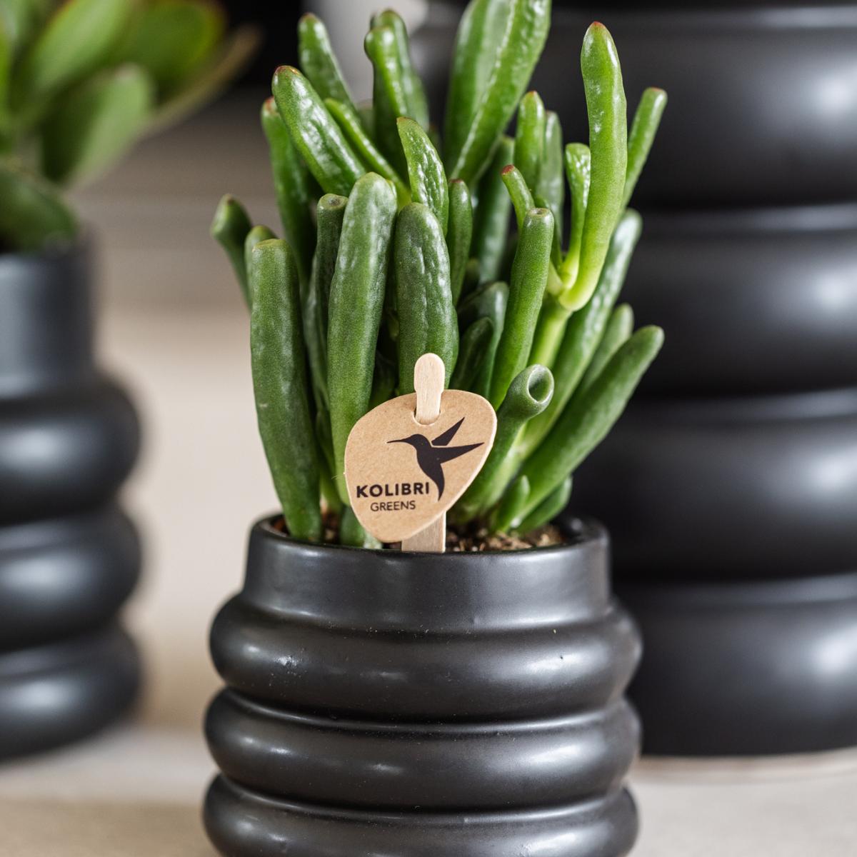 Succulent Crassula Hobbit - Potmaat Ø6cm - Vers van de kweker