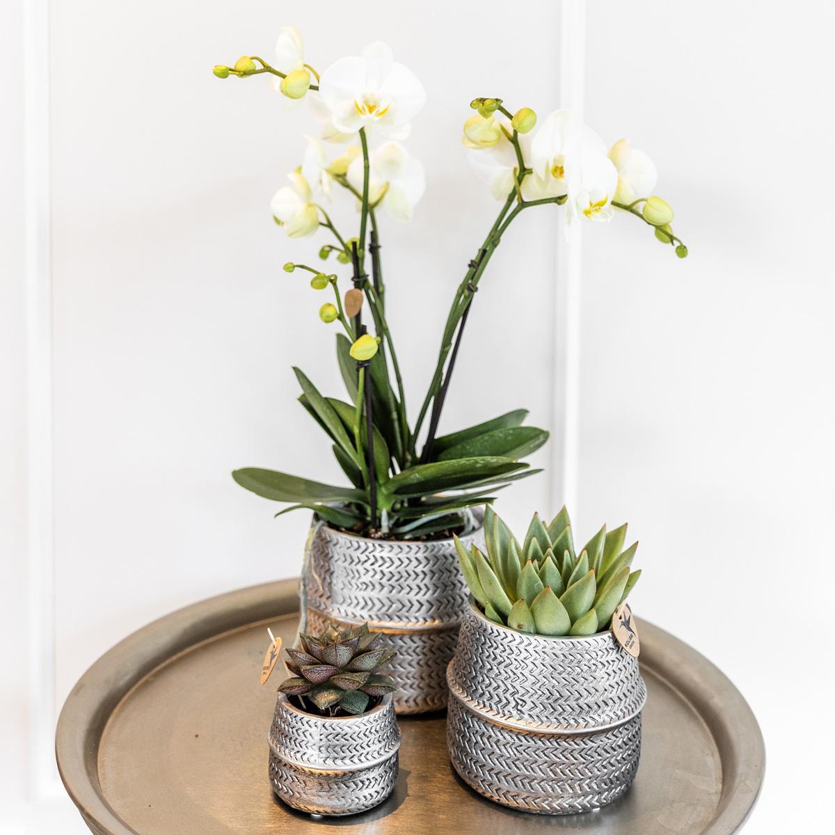 Affluent Charm Silver - Verschillende potmaten