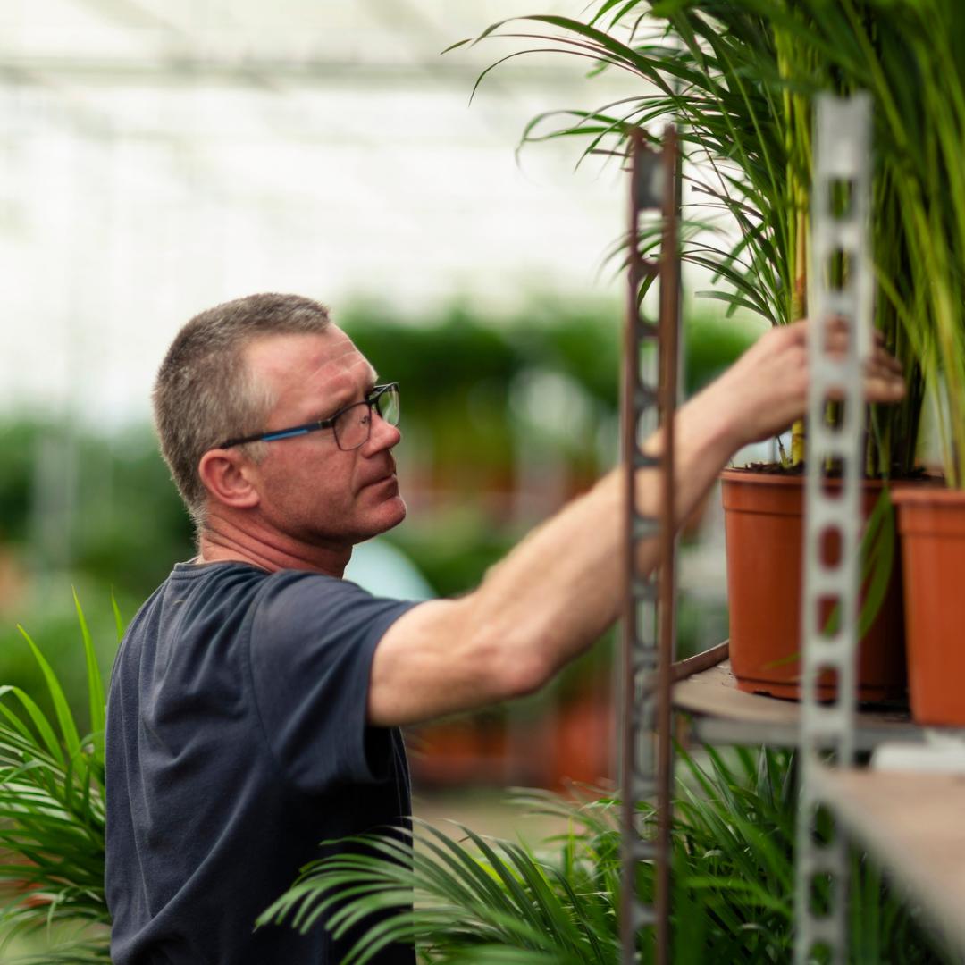 Areca palm - Potmaat Ø21cm - Hoogte ↕110cm