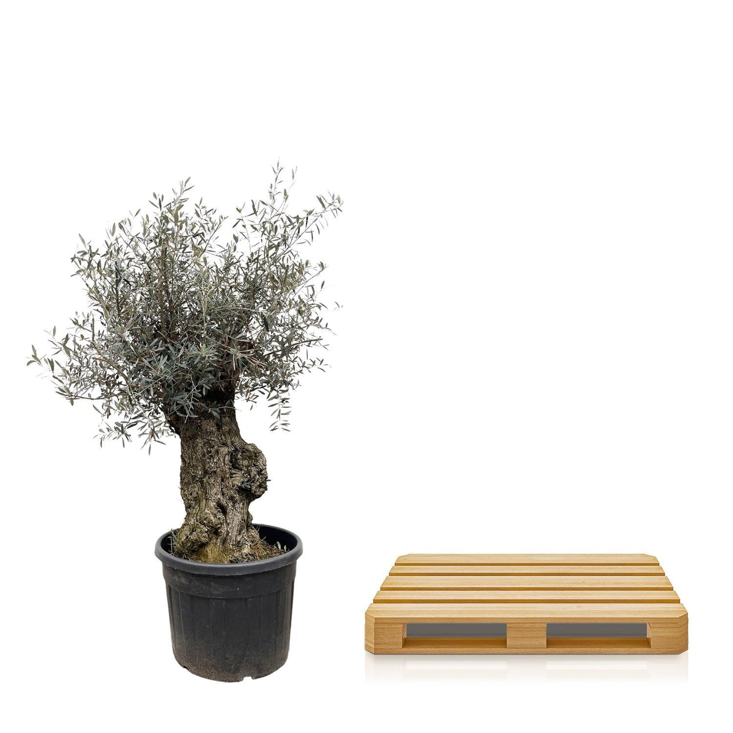Olea Europaea Bonsai - Miniatuur Olijvenboom - Potmaat Ø65cm - Hoogte ↕250cm
