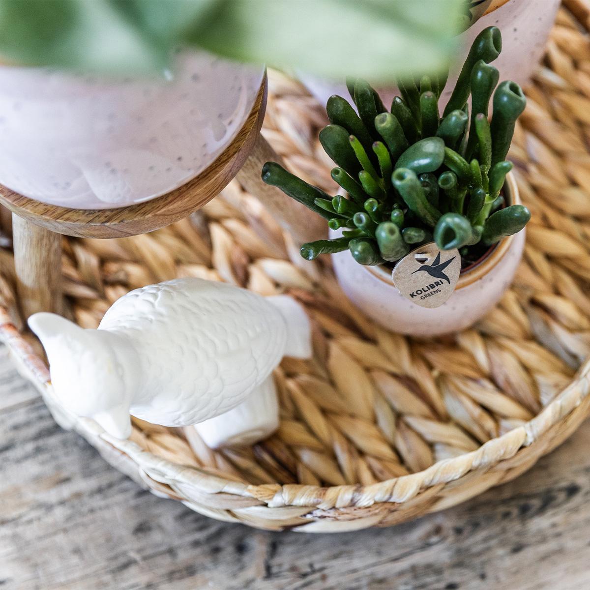 Pastel pot - Potmaat Ø9cm - Diverse kleuren