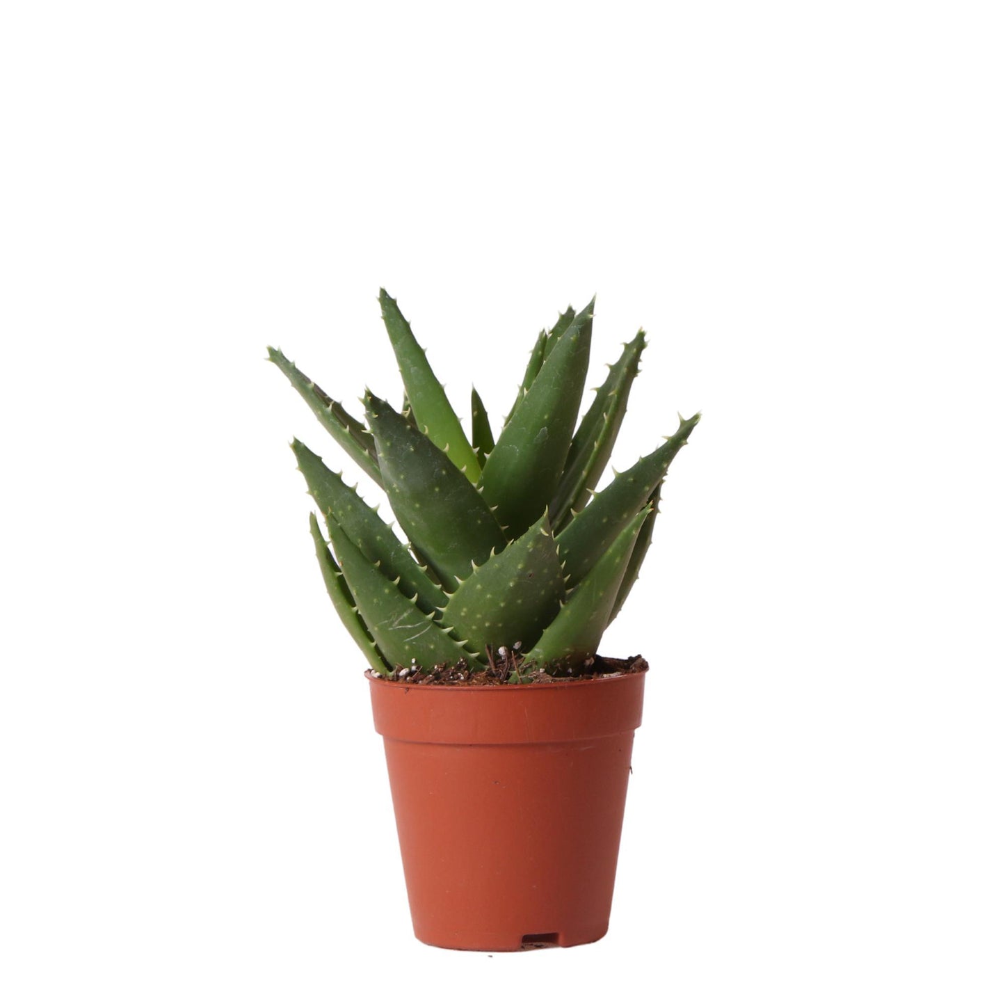 Succulent Aloë Brevifolia - Groene kamerplant - Potmaat Ø9cm