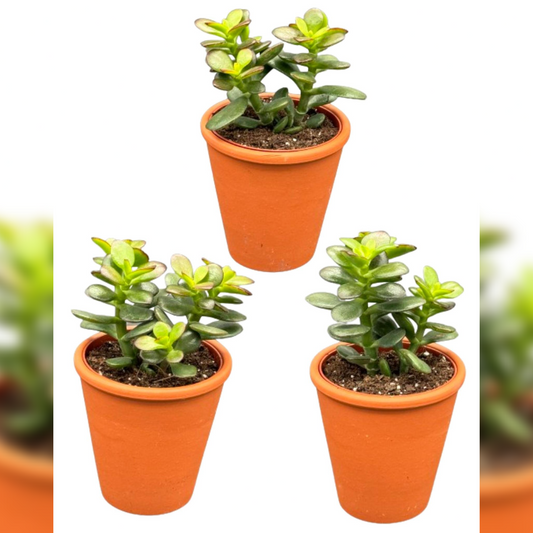 Succulenten 3 stuks - Crassula Minor - Potmaat Ø8.5cm - Hoogte 13-17cm