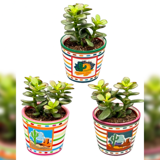 Succulenten 3 stuks - Crassula Minor - Mexico - Potmaat Ø8.5cm - Hoogte 10-17cm