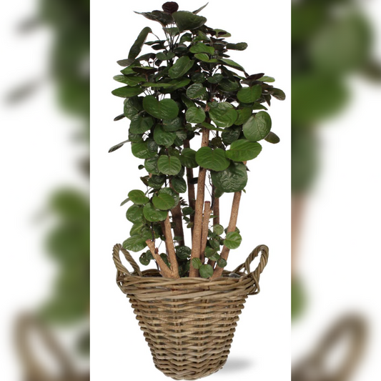 Polyscias Fabian - Potmaat Ø24cm - Hoogte ↕90cm - in mand