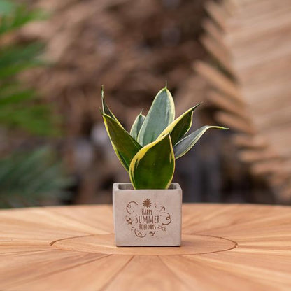 Plantpots met Sansevieria | Happy Summer Holidays