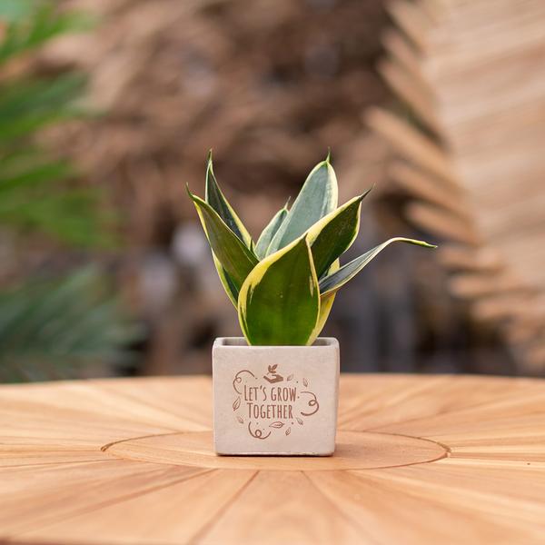 Plantpots met Sansevieria | Let's grow together