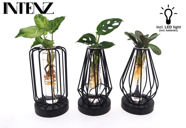 Stalende Planten - Set van 3 stuks - Potmaat Ø7cm - Hoogte ↕20cm