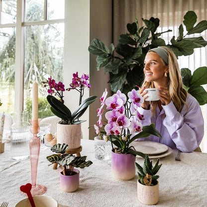 Parel Sierpot - Diverse soorten