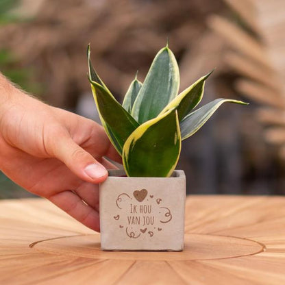 Plantpots met Sansevieria | Ik Hou Van Jou