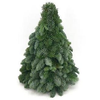 Nobilis Kerstboom - Diverse hoogtes