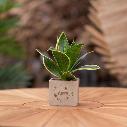 Plantpots met Sansevieria | Welcome