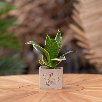 Plantpots met Sansevieria | It's a girl