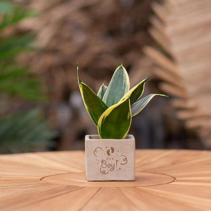 Plantpots met Sansevieria | It's a boy