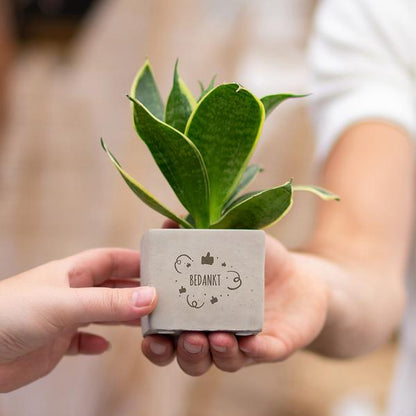 Plantpots met Sansevieria | Bedankt