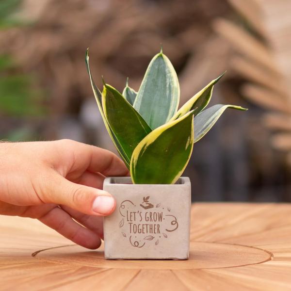 Plantpots met Sansevieria | Let's grow together