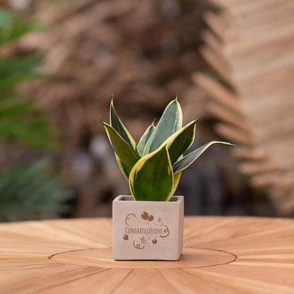 Plantpots met Sansevieria | Congratulations