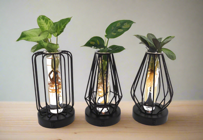 Stalende Planten - Set van 3 stuks - Potmaat Ø7cm - Hoogte ↕20cm