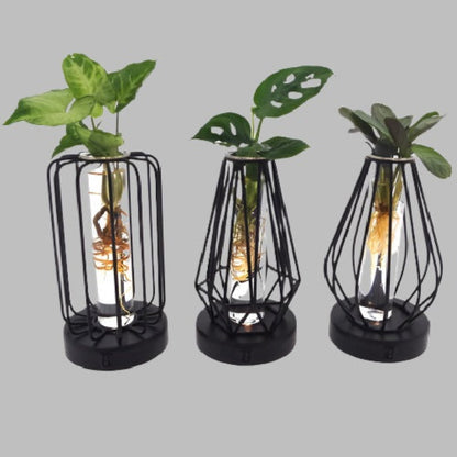 Stalende Planten - Set van 3 stuks - Potmaat Ø7cm - Hoogte ↕20cm