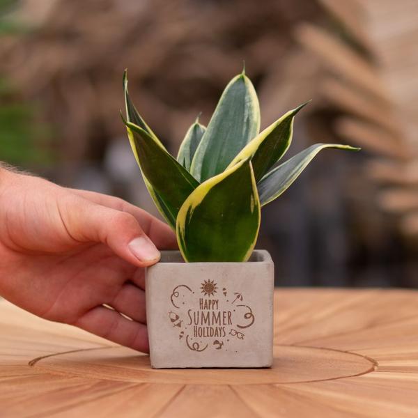 Plantpots met Sansevieria | Happy Summer Holidays