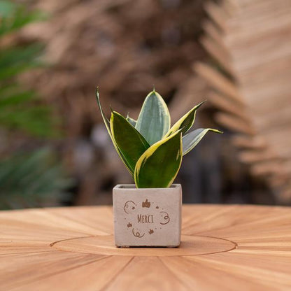 Plantpots met Sansevieria | Merci