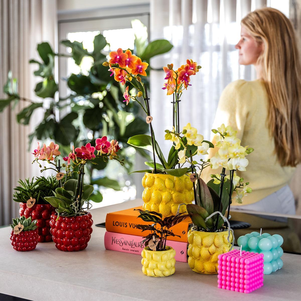 Gele Phalaenopsis Orchidee met citrus sierpot  - Vers van de kweker