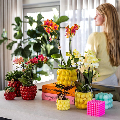 Gele Phalaenopsis Orchidee met citrus sierpot  - Vers van de kweker