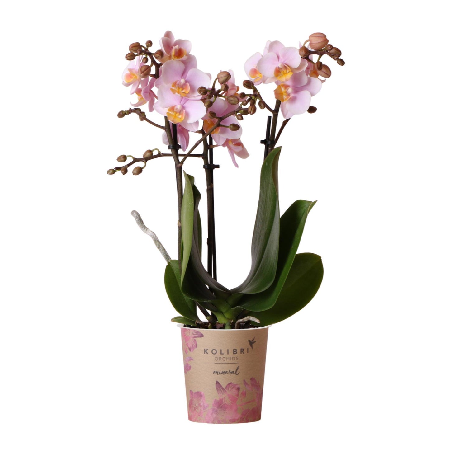 Roze Phalaenopsis Orchidee - Andorra - Potmaat Ø9cm - Vers Van De Kweker