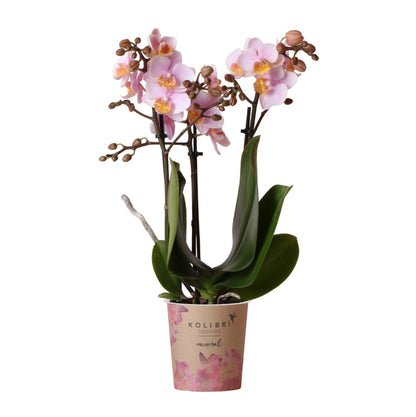Roze Phalaenopsis Orchidee - Andorra - Potmaat Ø9cm - Vers Van De Kweker