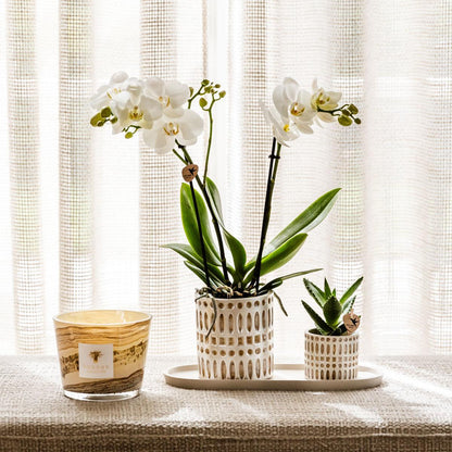 Plantenset - Le Chic - Klein