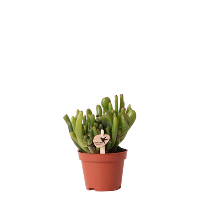 Succulent Crassula Hobbit - Potmaat Ø6cm - Vers van de kweker