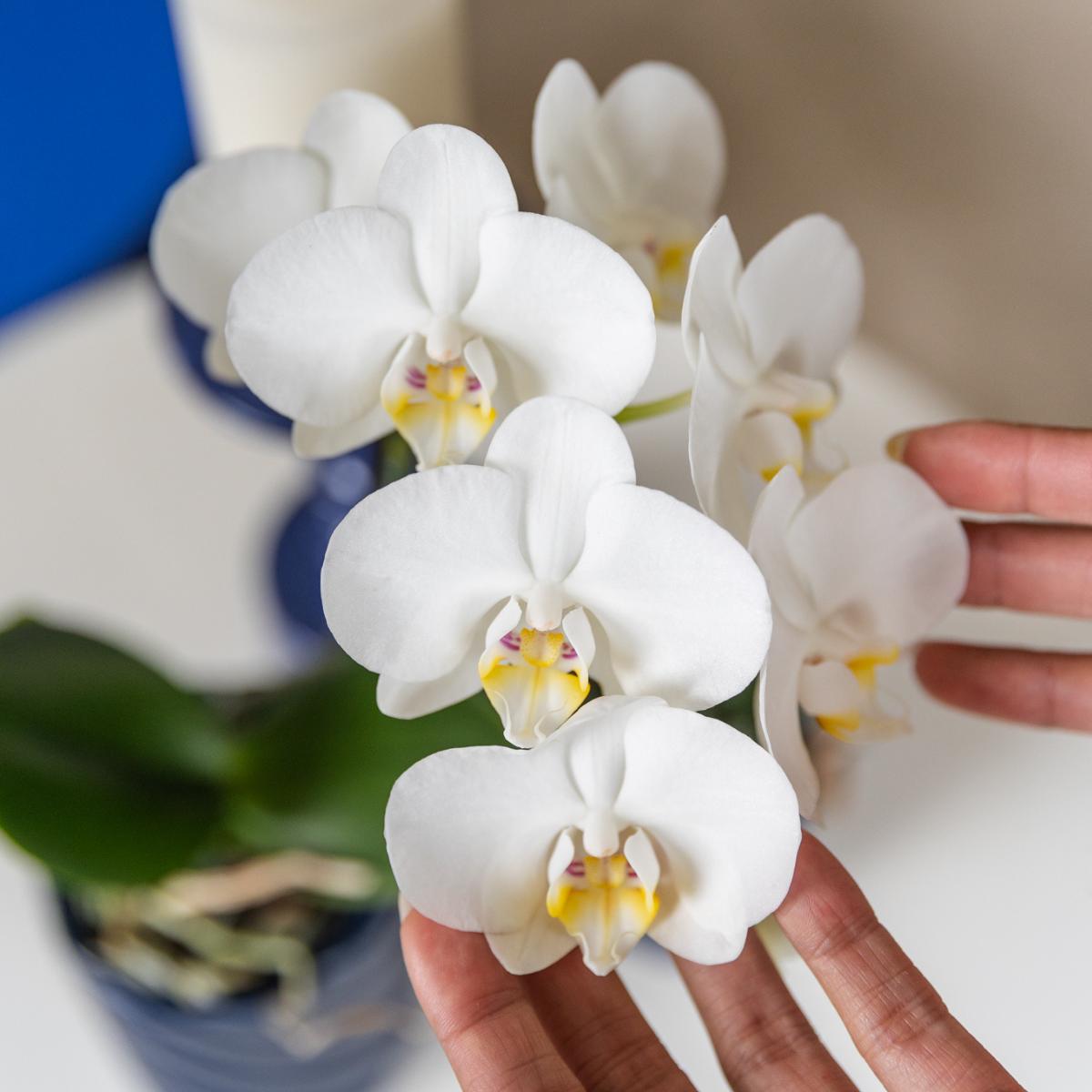 Witte Phalaenopsis orchidee - Amabilis - Potmaat Ø9cm | bloeiende kamerplant - vers van de kweker