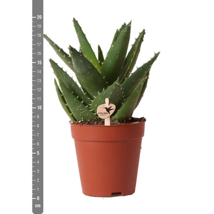 Succulent Aloë Brevifolia - Groene kamerplant  - Potmaat Ø9cm